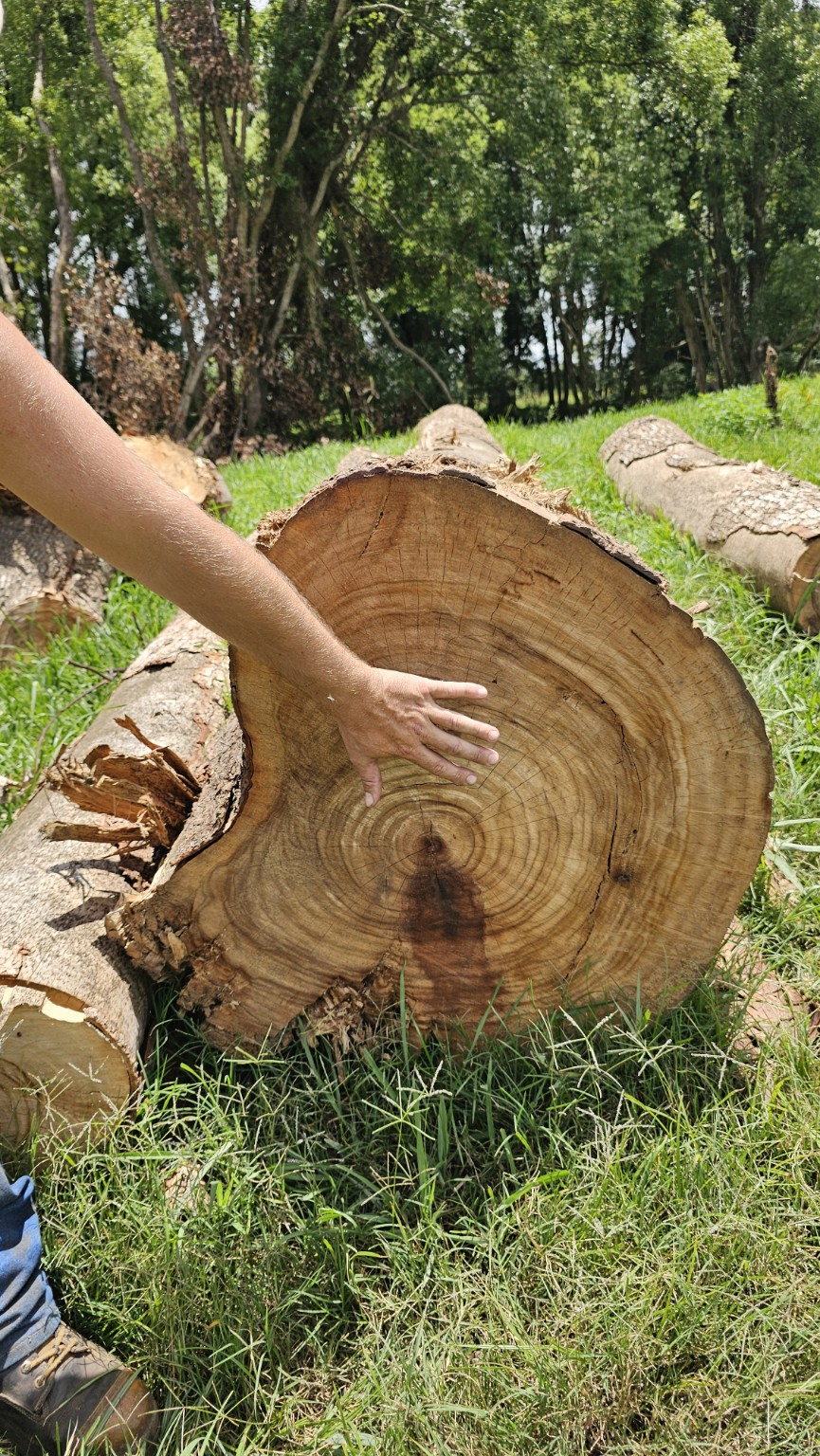 Large log in an outdoor timber yard with a hand showing its scale